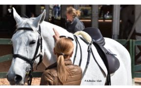 Gestione, strumenti, tecnica e addestramento Archivi - Pagina 3 di 5 - EQUESTRIAN  INSIGHTS