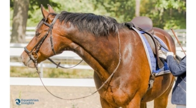 Come fanno i cavalli - Un cavaliere fallito si confronta - EQUESTRIAN  INSIGHTS
