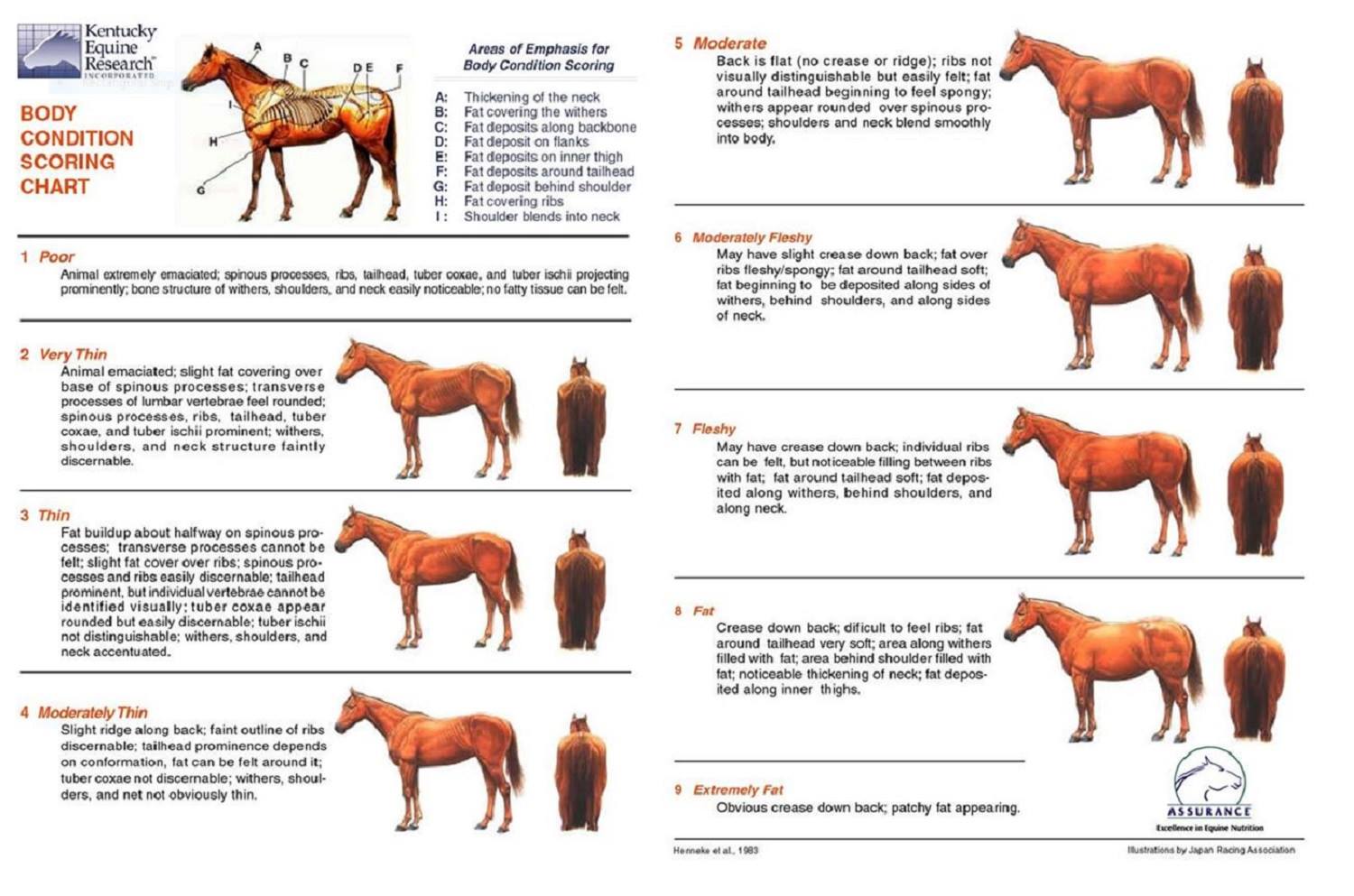 Diverse soluzioni, un unico scopo: salvare la schiena al nostro cavallo -  Mascheroni Selleria