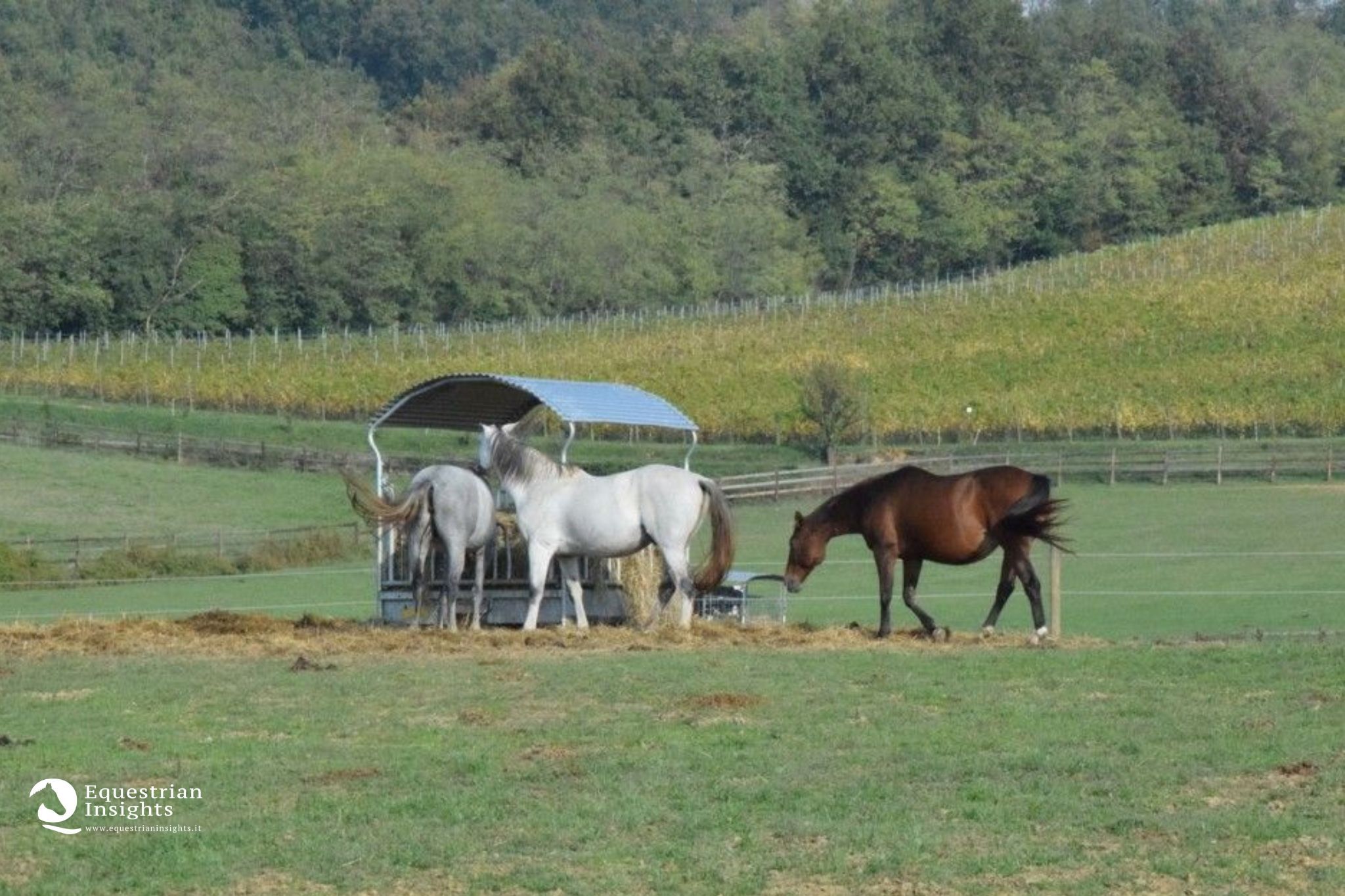 Reti EQUIwellness: alimentare il cavallo secondo natura con enormi benefici  a livello salutare ed economico. - Il Portale del Cavallo