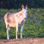 L'asino e le stazioni di monta per sole cavalle